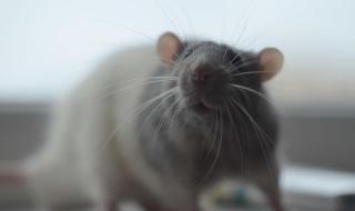 老鼠最害怕什么 老鼠怕什么气味